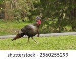 A wild turkey (Meleagris gallopavo silvestris) cautiously walks through grass while keeping an eye on the viewer on an overcast spring day