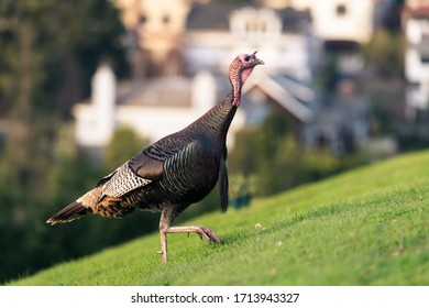 Wild Turkey At Mountain View Cemetery In Oakland, California.