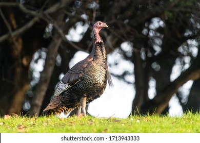 Wild Turkey At Mountain View Cemetery In Oakland, California.