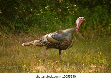 Wild Turkey On The Grass