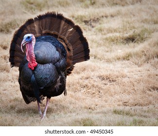 A Wild Turkey In An Open Field Of Grass