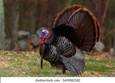Wild Turkey with open wings in the woods in Massachusetts 
