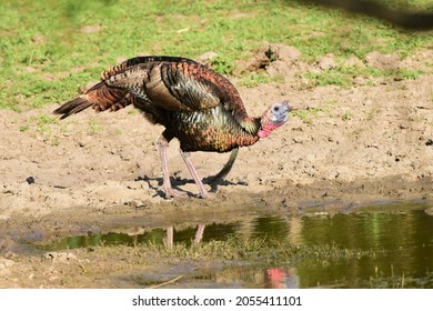 Wild Turkey Pauses For Some Water