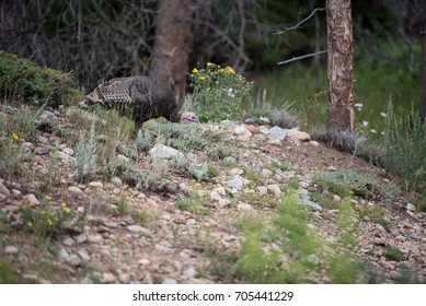 Wild Turkey In Rocky Mountain National Park Colorado