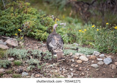 Wild Turkey In Rocky Mountain National Park Colorado