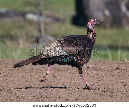 A Wild Turkey Running in a Field