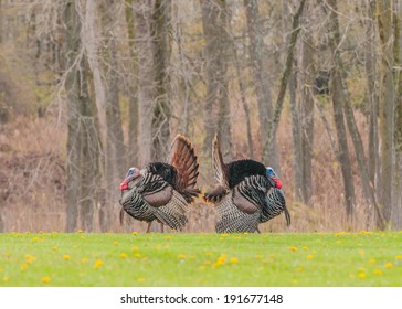 Wild turkey strutting for a mate in the spring mating season.