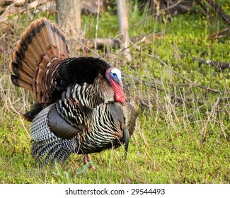 A Wild Turkey Strutting At The Woods Edge.