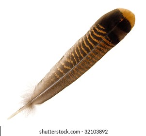 Wild Turkey Tail Feather.