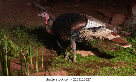 A Wild Turkey Tom Stands In Shallow Water At A Natural Spring With Watercress Growing In The Water And Grasses Growing On The Bank.