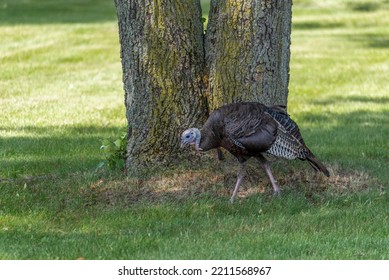 A Wild Turkey In An Urban, City Field