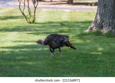 A Wild Turkey In An Urban, City Field