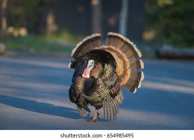 Wild Turkey Walking Across Cement Road, Estes Park, Colorado