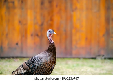 Wild Turkey Walking In The City