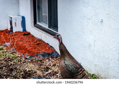 Wild Turkey Walking In The City