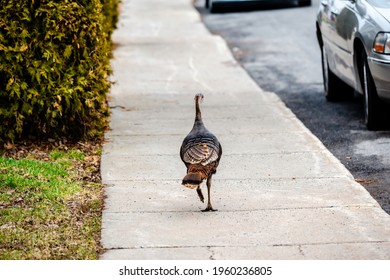 Wild Turkey Walking In The City