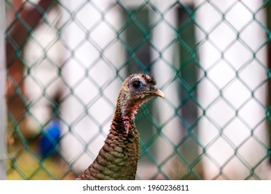 Wild Turkey Walking In The City