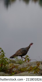 Wild Turkey Walking On Rocks At Cottage With Lake Water In Background During Hunting Season Vertical Format Room For Type Or Masthead Calm Water In Background Backdrop Or Wallpaper Reflection Of Trees