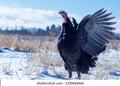 Wild Turkey Wings Spread