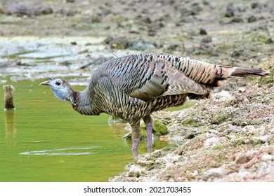 Wild Turkey Young Juvenile Getting Water