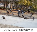 Wild turkeys gathered and feeding on a local city lawn in early March in Wisconsin