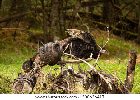 Wild turkeys roosting on dead branches.