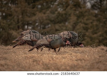 Wild Turkeys Scratching for Grubs