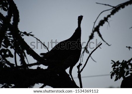 wild turkeys in a tree just after sunrise 