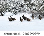 Wild Turkeys in Winter Snow in Idaho.