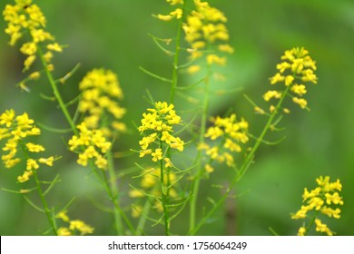 Wild Turnip (Barbarea Vulgaris) Blooms In Nature Among Grasses.