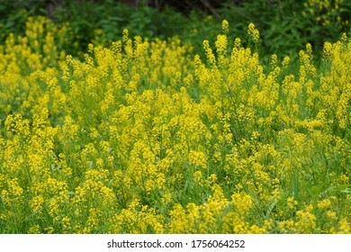 Wild Turnip (Barbarea Vulgaris) Blooms In Nature Among Grasses.