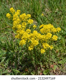 Wild Turnip (Barbarea Vulgaris) Blooms In Nature Among Grasses.