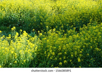 Wild Turnip Flowers Blooming In The Field
