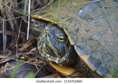 A wild turtle