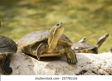 wild turtle in everglades florida national park 