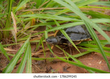 Wild Turtle In Nature Freely