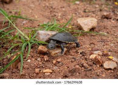 Wild Turtle In Nature Freely