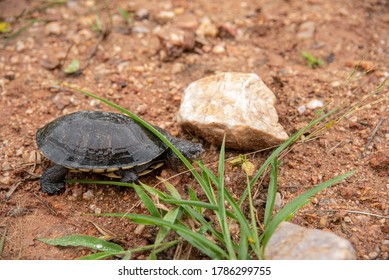 Wild Turtle In Nature Freely