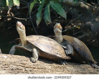 Wild Turtles In A Lake In The Peruvian Amazon