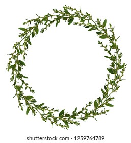 Wild twigs with green leaves and small white flowers in a round frame isolated on white background
