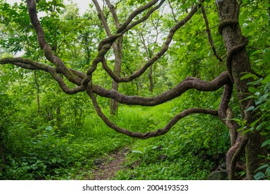 A wild twisted tree that is growing upward