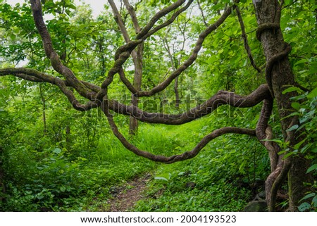 A wild twisted tree that is growing upward