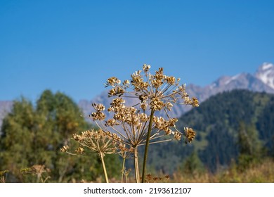 A Wild Umbrella Plant High In The Mountains