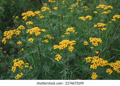 Wild, uncultivated flowers. Yellow flowers in the field. Common Tansy
