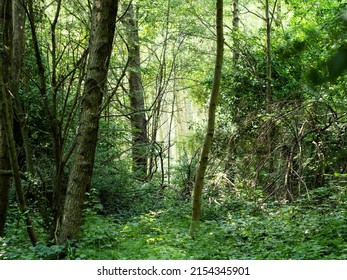 Wild And Undergrowth Vegetation, No Human Traces