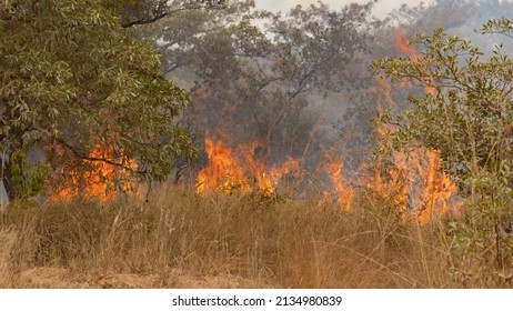 A Wild Veld Fire In The Wild