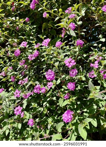 Wild Verbena, Purple Flowers int he Sun, Wild Verbena Flowers Lantana 