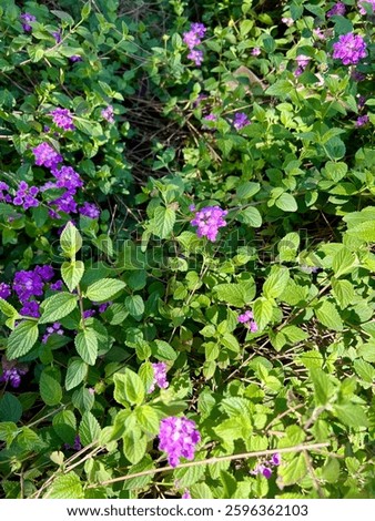 Wild Verbena, Purple Flowers on Bush in the Sun 