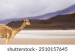 Wild Vicuna Feeding in the Andes Highlands