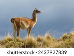 Wild vicunas in Bolivia, South America